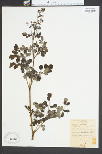 Thalictrum amphibolum image