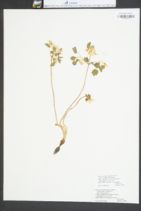 Thalictrum thalictroides image