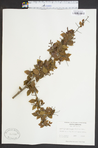 Sageretia minutiflora image