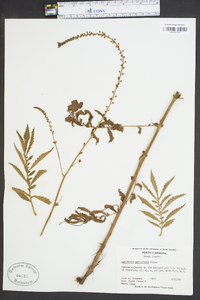 Agrimonia parviflora image