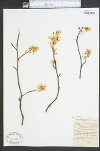 Amelanchier canadensis image