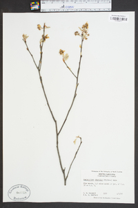 Amelanchier obovalis image