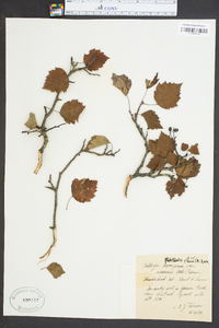 Crataegus flabellata image