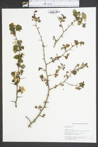 Crataegus flava image