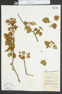 Crataegus flabellata image