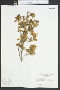 Crataegus marshallii image