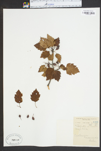 Crataegus roanensis image