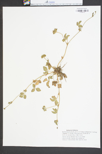 Potentilla indica image