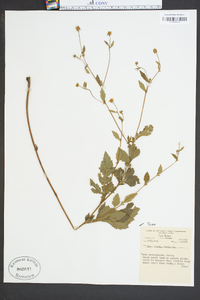 Geum geniculatum image