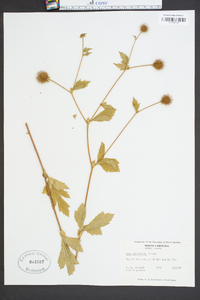 Geum laciniatum image