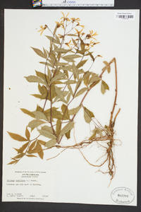 Gillenia trifoliata image