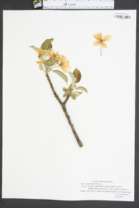 Malus angustifolia image