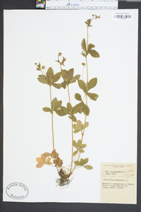 Potentilla canadensis image