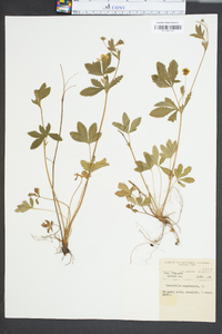 Potentilla canadensis image