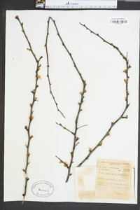 Prunus angustifolia image