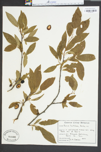 Prunus hortulana image