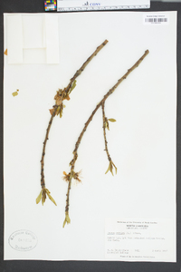 Prunus persica image