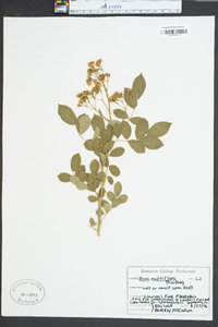 Rosa multiflora image