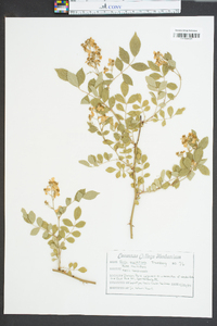 Rosa multiflora image