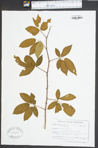 Rubus argutinus image