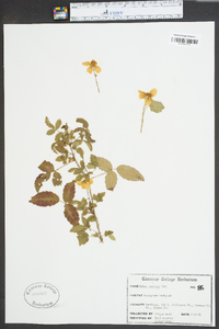 Rubus argutinus image