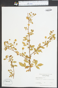 Rubus flagellaris image