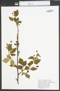 Rubus flagellaris image