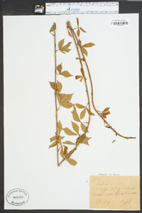 Rubus flagellaris image