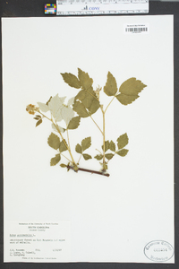 Rubus occidentalis image