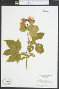 Rubus odoratus image