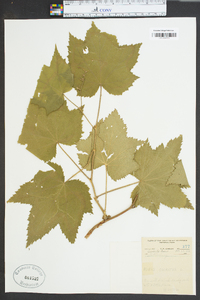 Rubus odoratus image