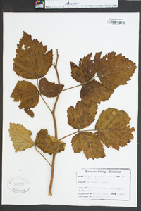 Rubus spectabilis image