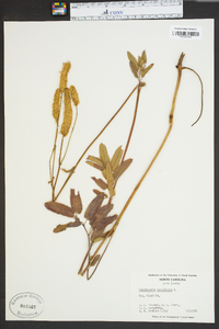 Sanguisorba canadensis image