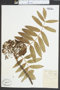 Sorbus americana image