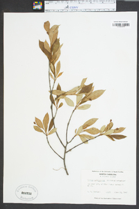 Sorbus melanocarpa image