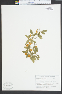 Helleborus niger image