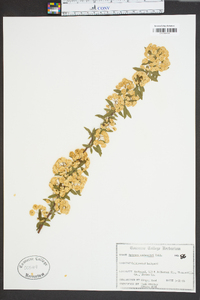 Spiraea × vanhouttei image