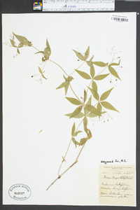 Galium latifolium image