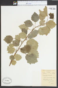 Populus grandidentata image