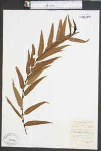 Salix tristis image