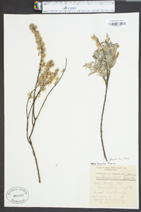 Salix tristis image