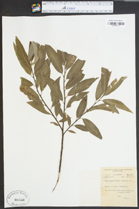 Salix sericea image