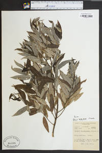 Salix sericea image