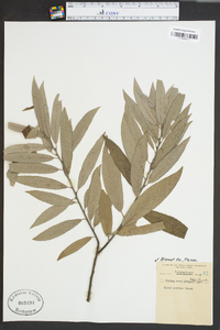 Salix sericea image