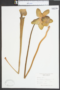 Sarracenia flava image