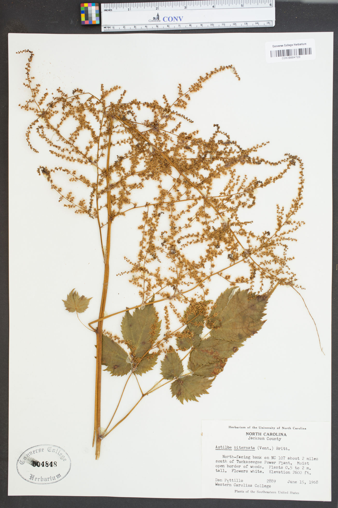 Astilbe biternata image