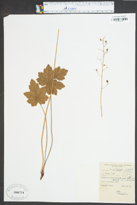 Heuchera americana image