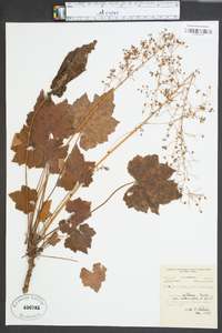 Heuchera villosa image