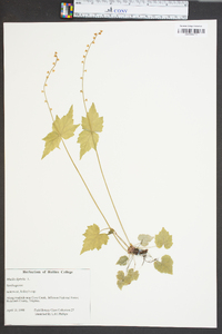 Mitella diphylla image