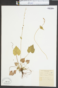 Mitella diphylla image